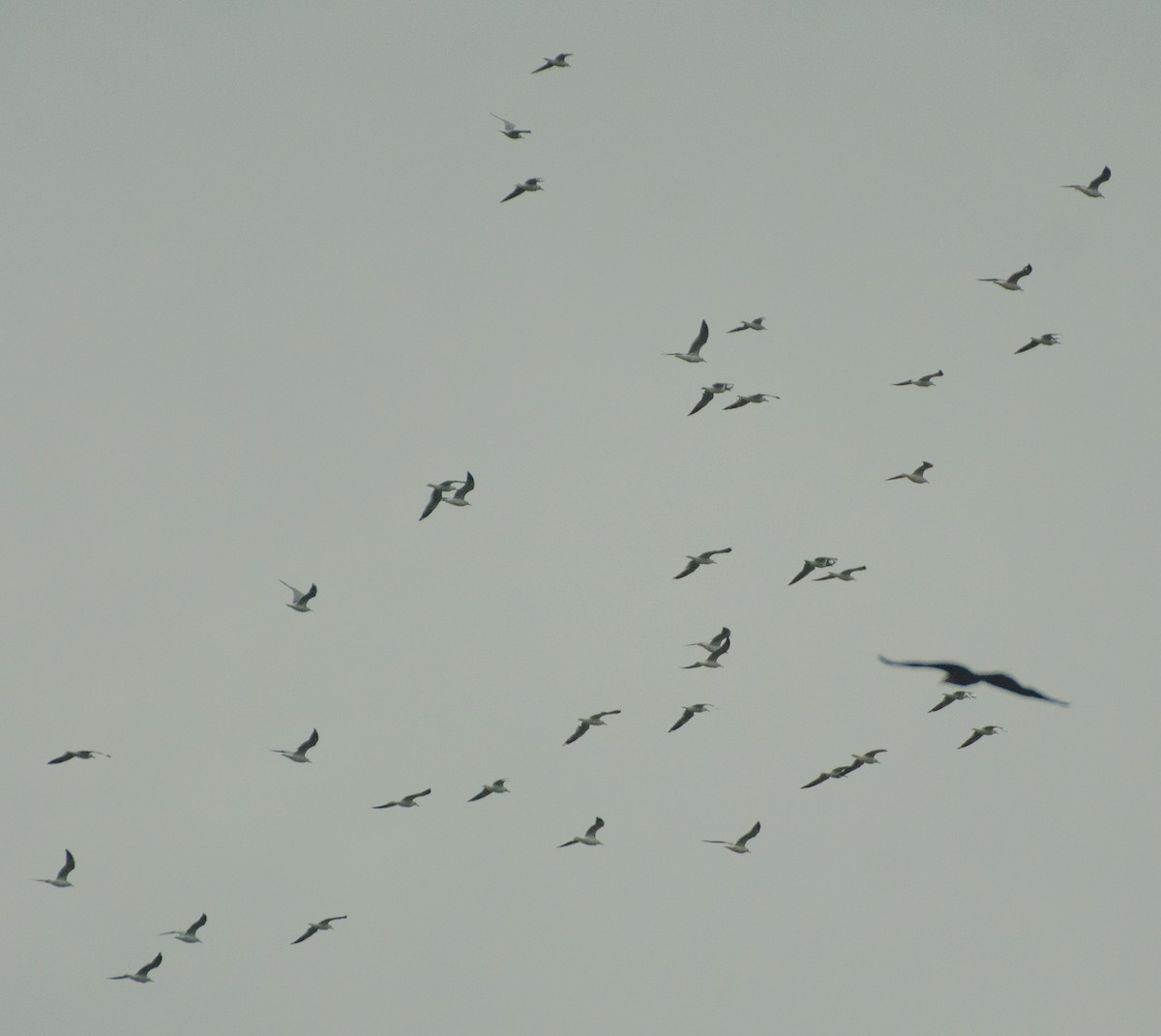 Mouette du Tibet - ML497007071