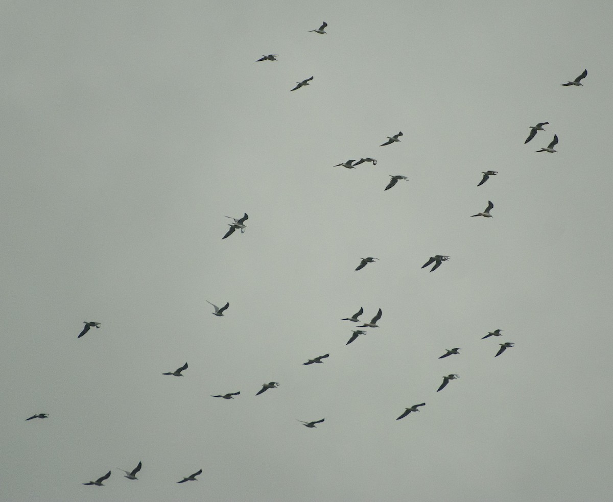 Brown-headed Gull - ML497007091