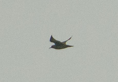 Pacific Golden-Plover - SWARUP SAHA