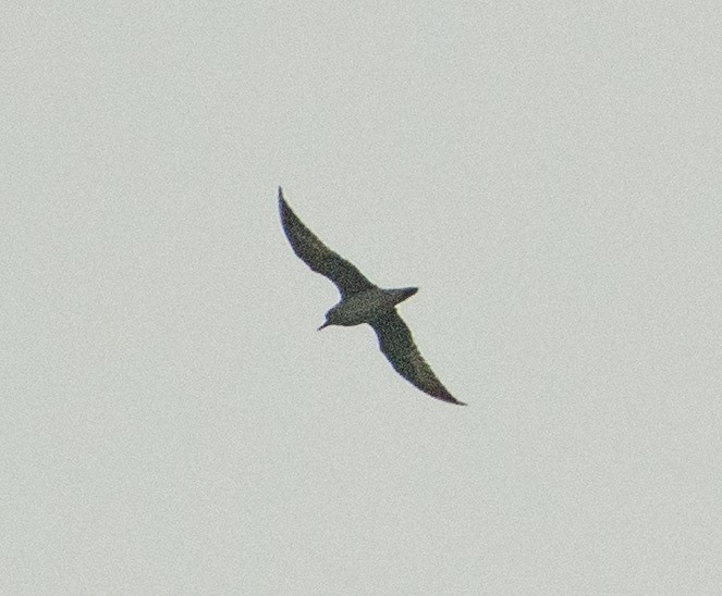 Pacific Golden-Plover - SWARUP SAHA