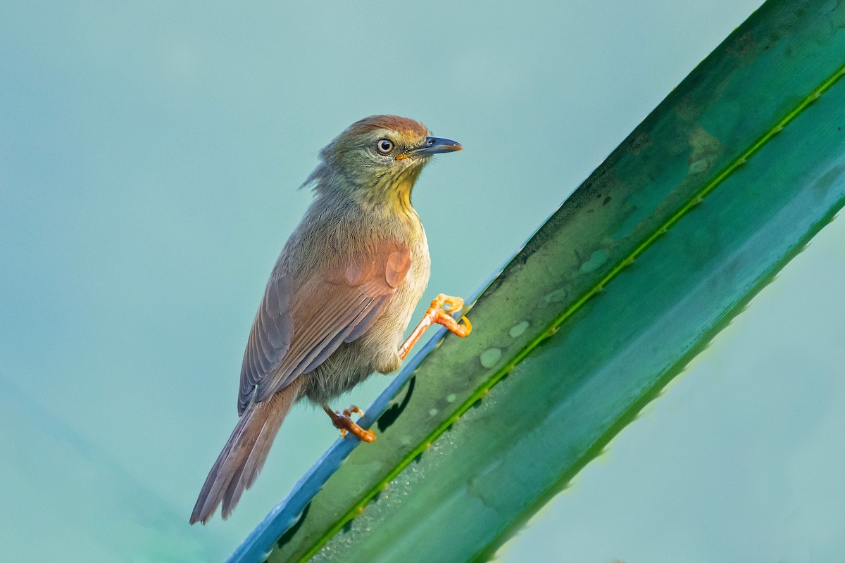 Pin-striped Tit-Babbler - ML497007561