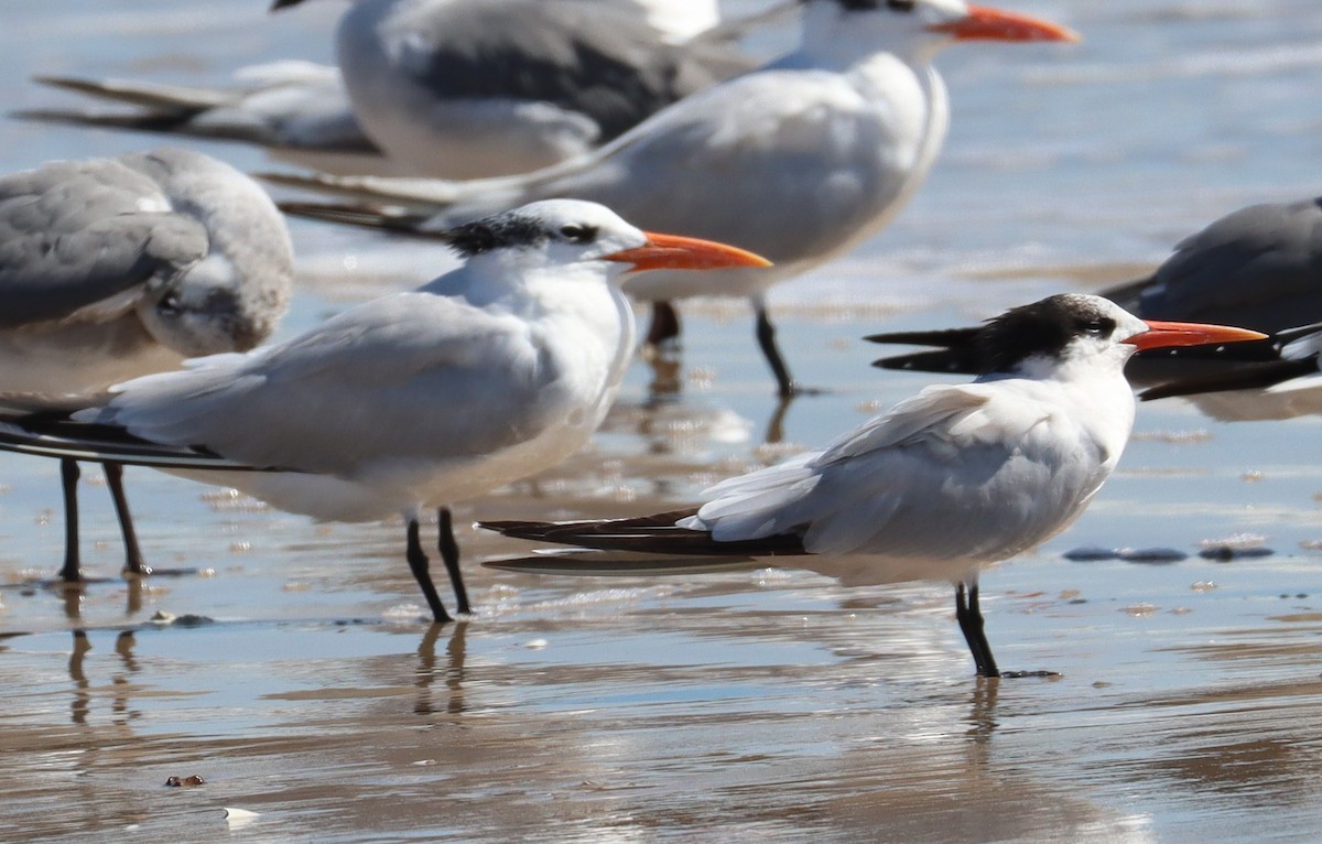 Elegant Tern - Greg Cook