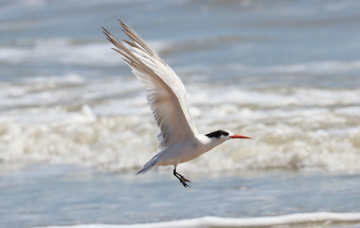 Elegant Tern - ML497009341