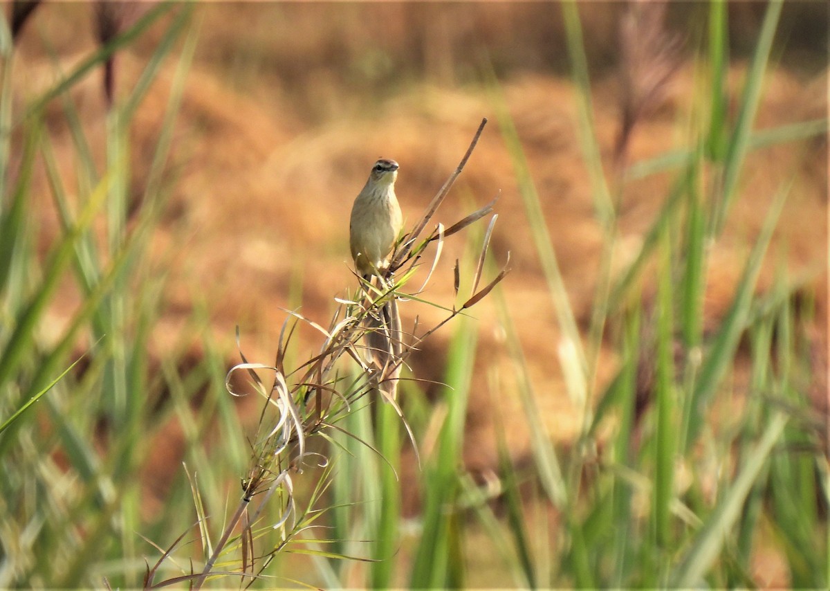 Striated Grassbird - ML497013341
