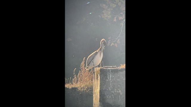 pelikán hnědý - ML497019271