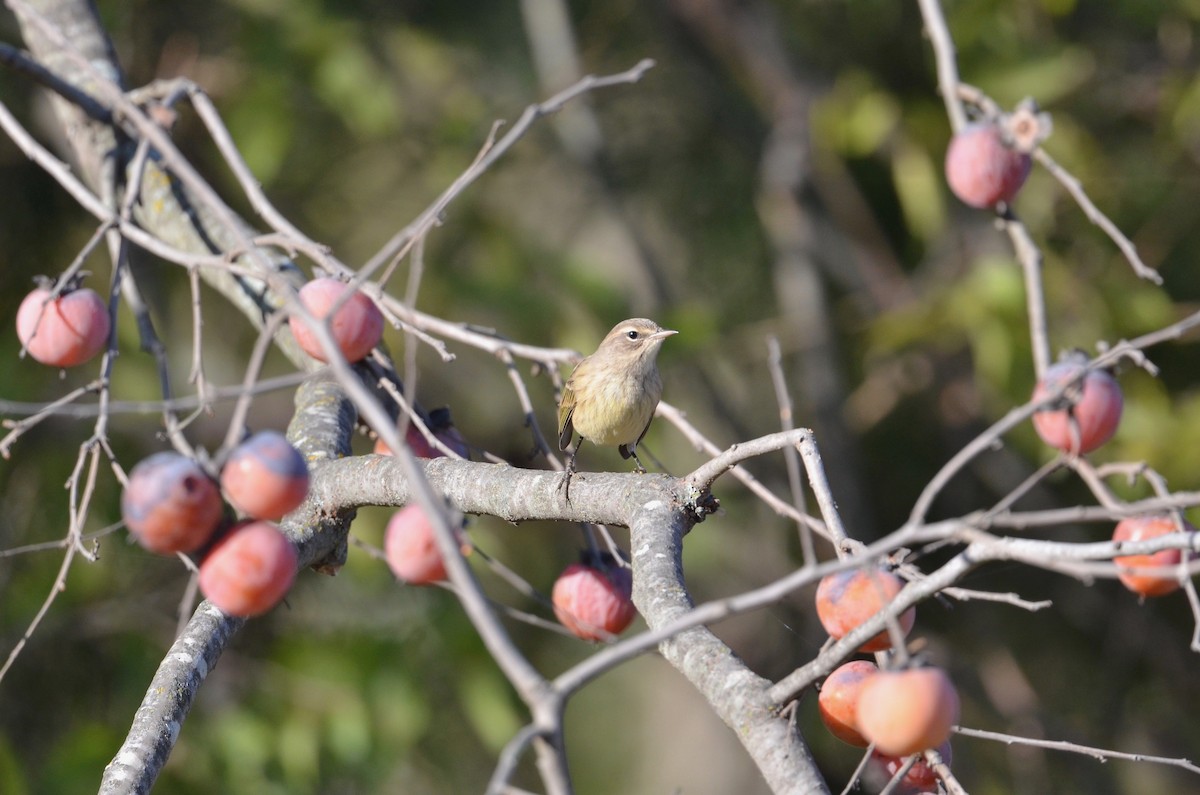 Palm Warbler (Western) - ML497020121