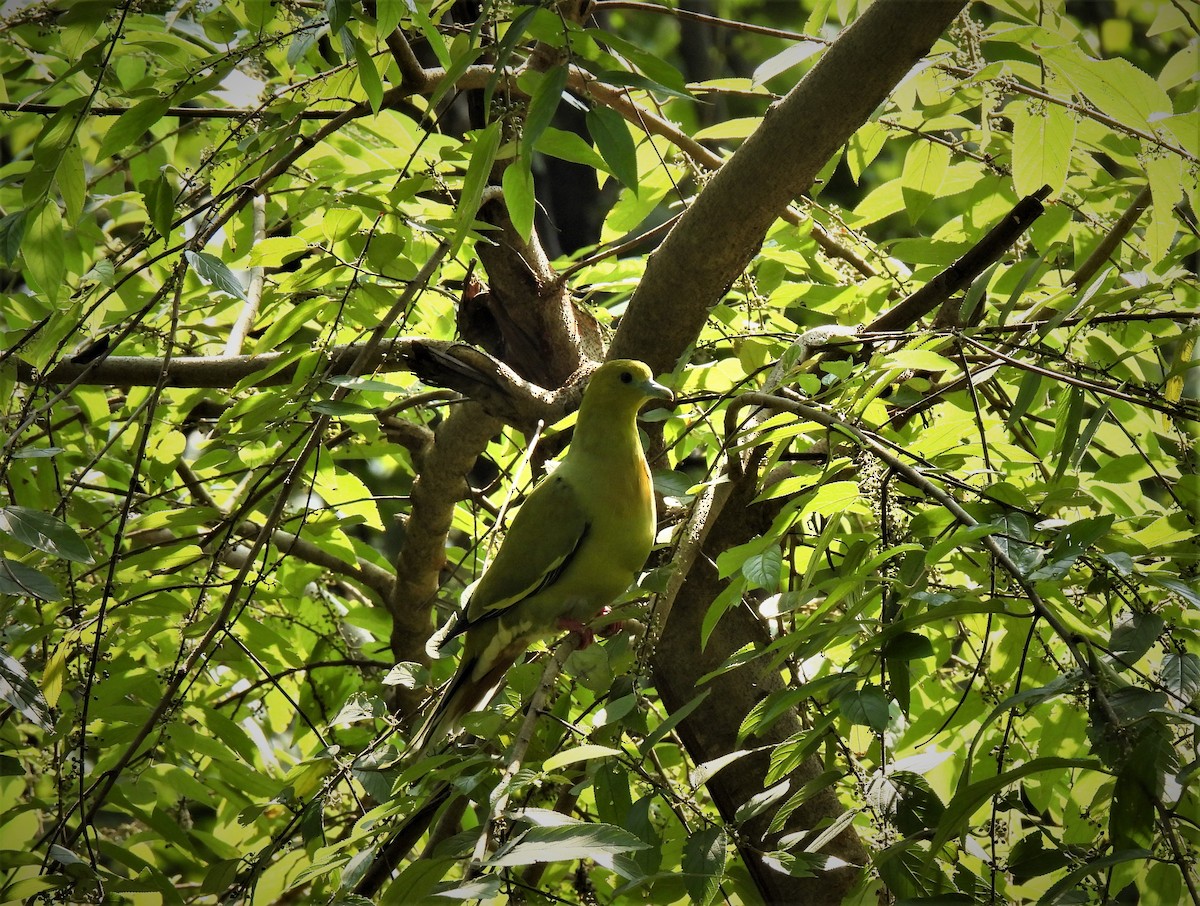 Pin-tailed Green-Pigeon - ML497021111