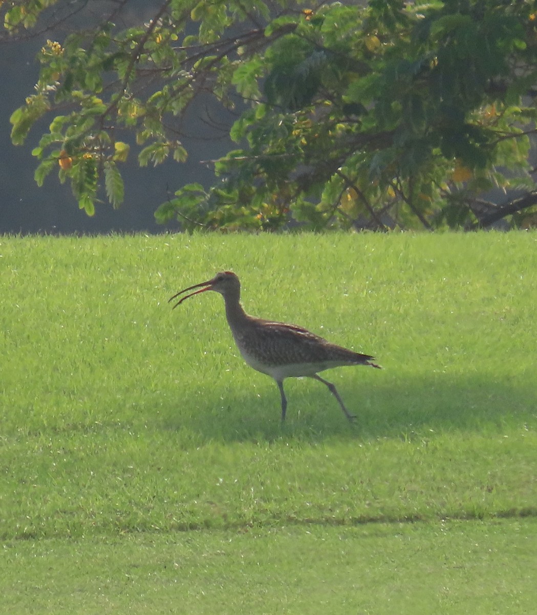 Regenbrachvogel - ML497021631