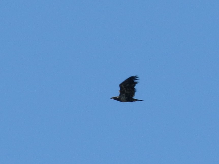 Weißkopf-Seeadler - ML497022581