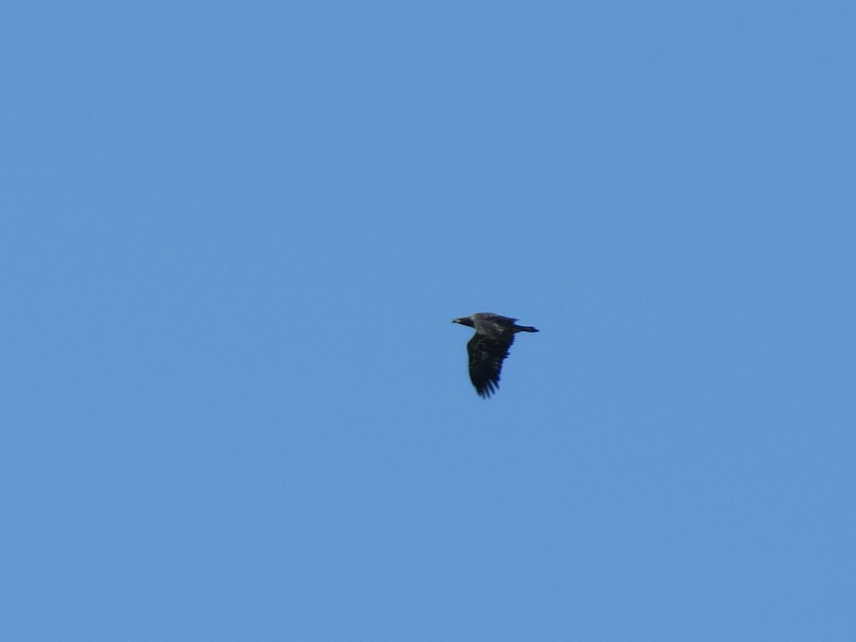Weißkopf-Seeadler - ML497022591