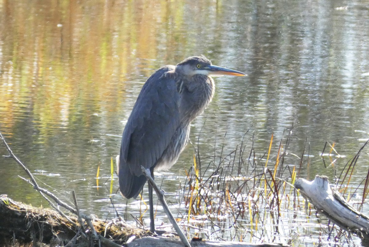 Great Blue Heron - ML497022751