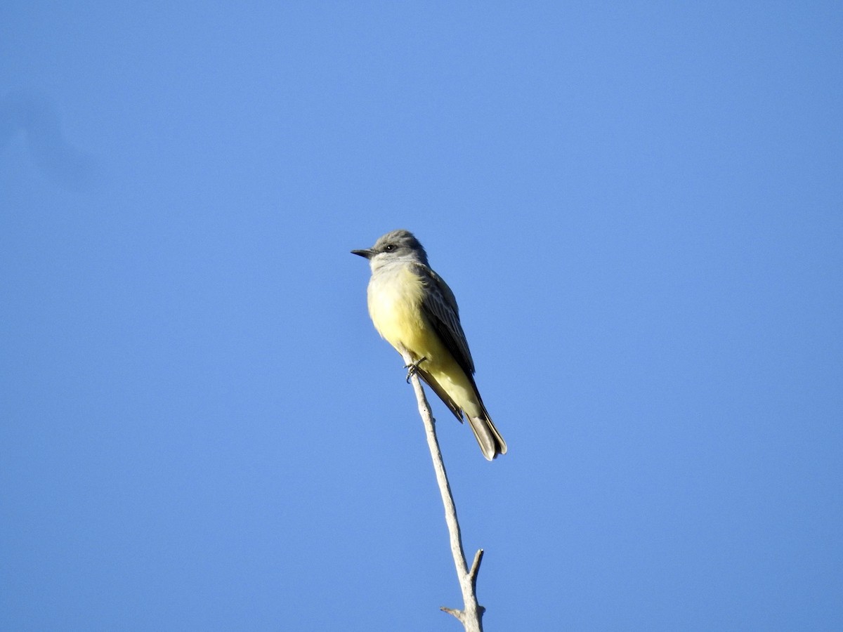 Cassin's Kingbird - ML497023181