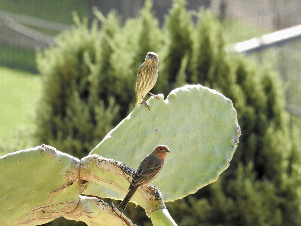 House Finch - ML497023711