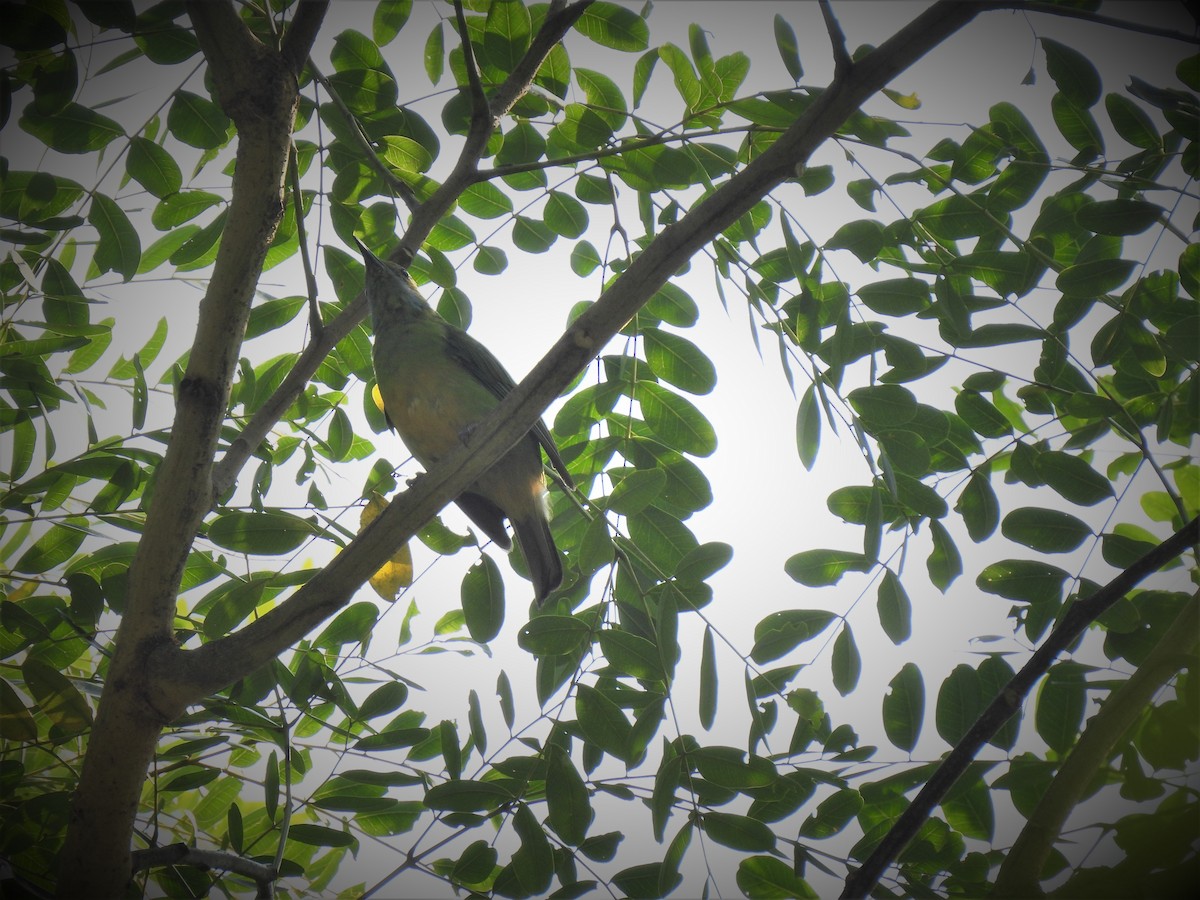 Orange-bellied Leafbird - Sahana M