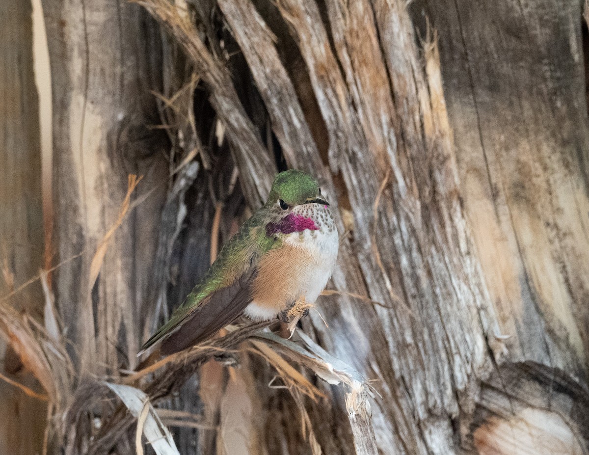 Broad-tailed Hummingbird - Jan Allen