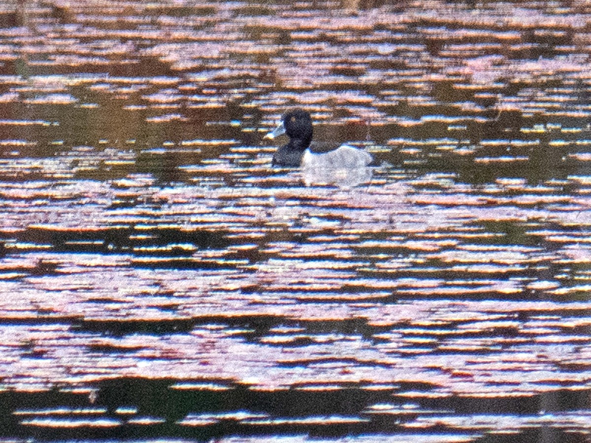 Ring-necked Duck - ML497027791