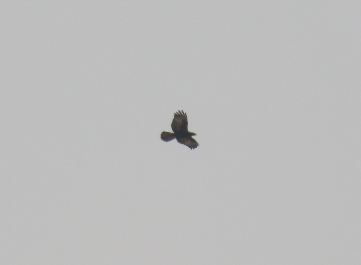 European Honey-buzzard - ML497028201