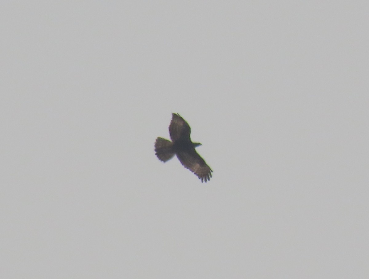 European Honey-buzzard - ML497028231