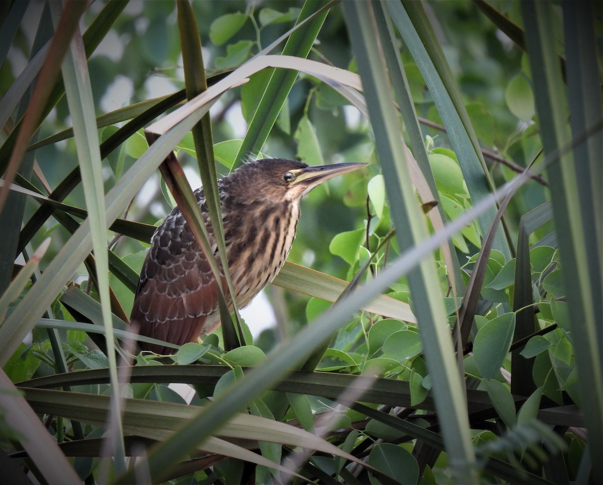 Cinnamon Bittern - ML497028631