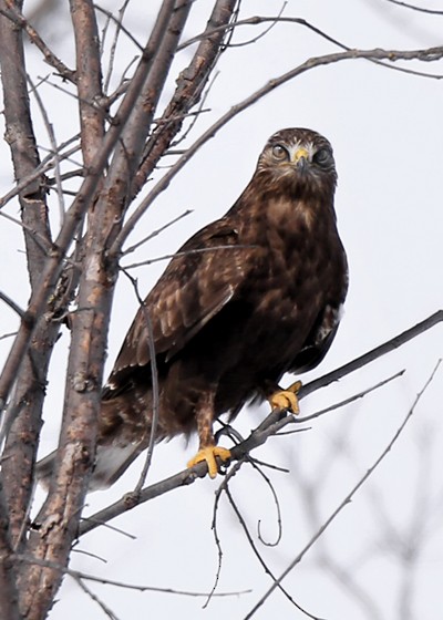 Rough-legged Hawk - Lori Widmann