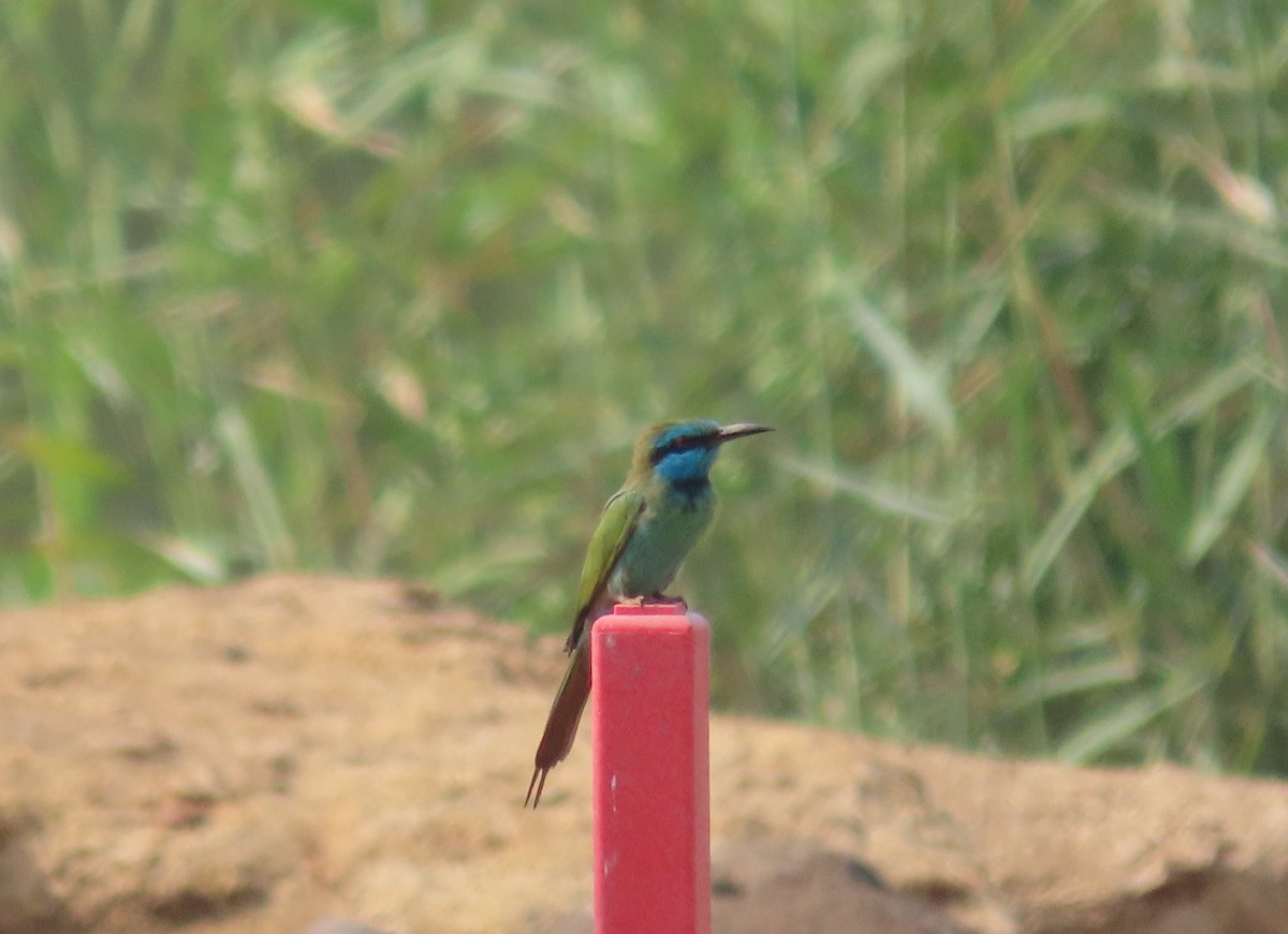 Arabian Green Bee-eater - ML497030841