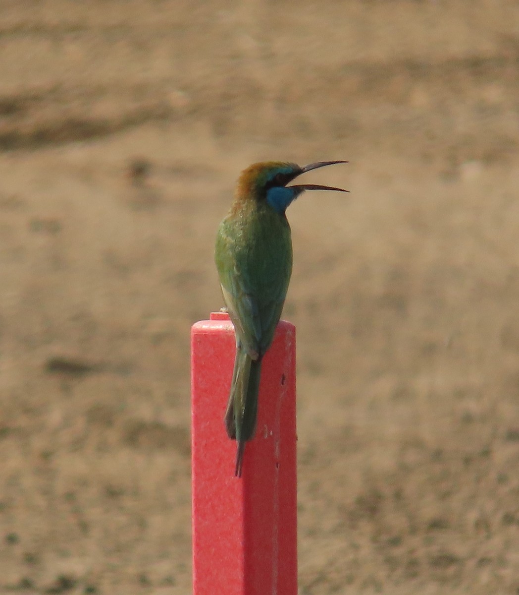 Arabian Green Bee-eater - ML497030851