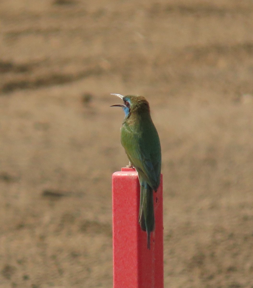 Arabian Green Bee-eater - ML497030861