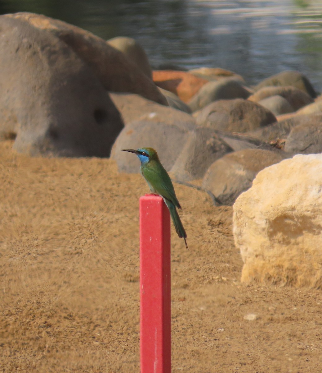 Arabian Green Bee-eater - ML497030871