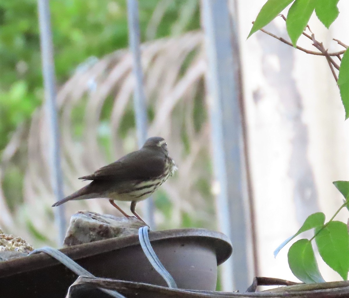 Northern Waterthrush - ML497031241