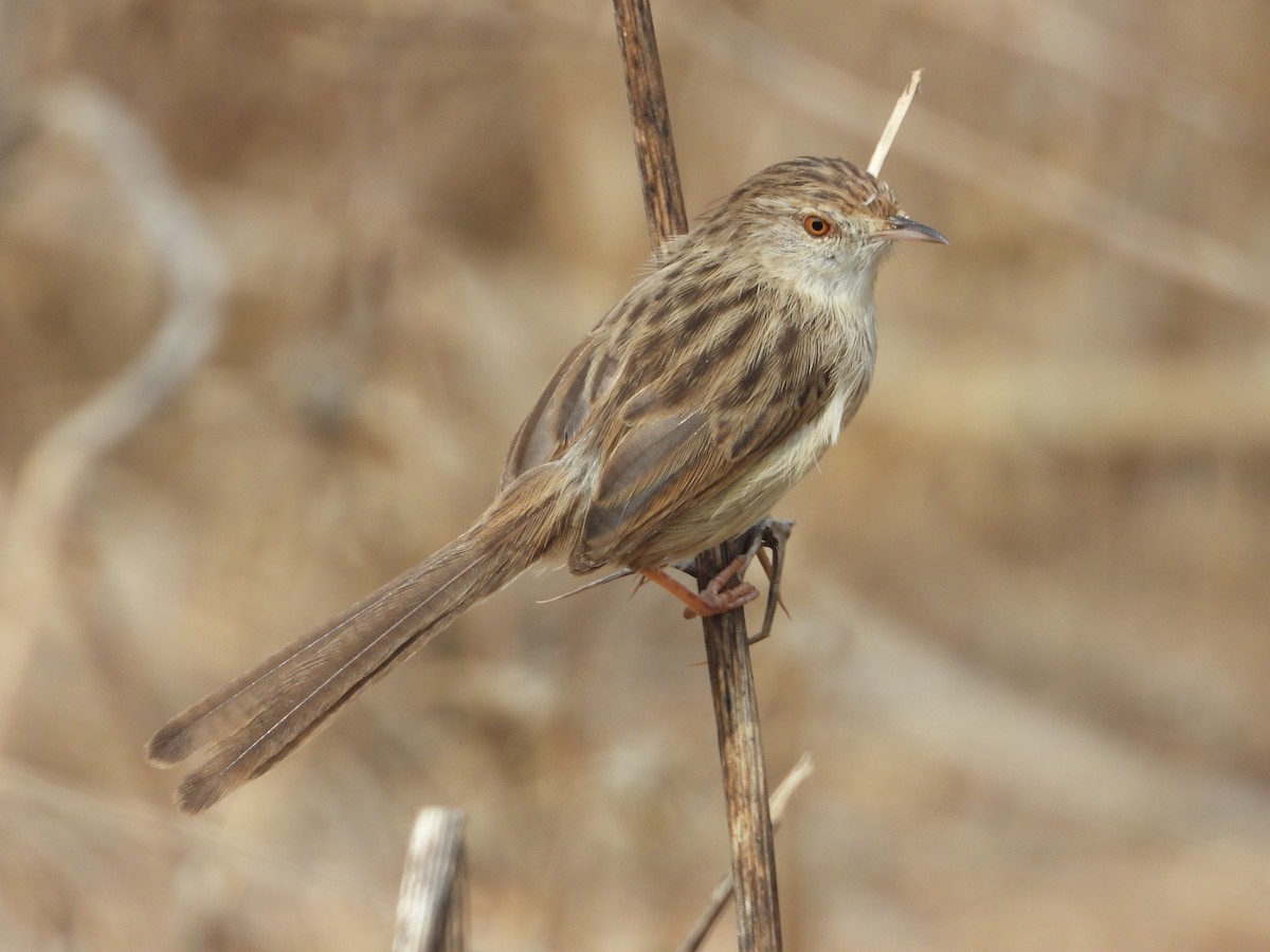 Graceful Prinia - ML497031501