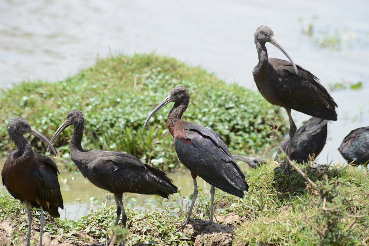 Glossy Ibis - ML497031971