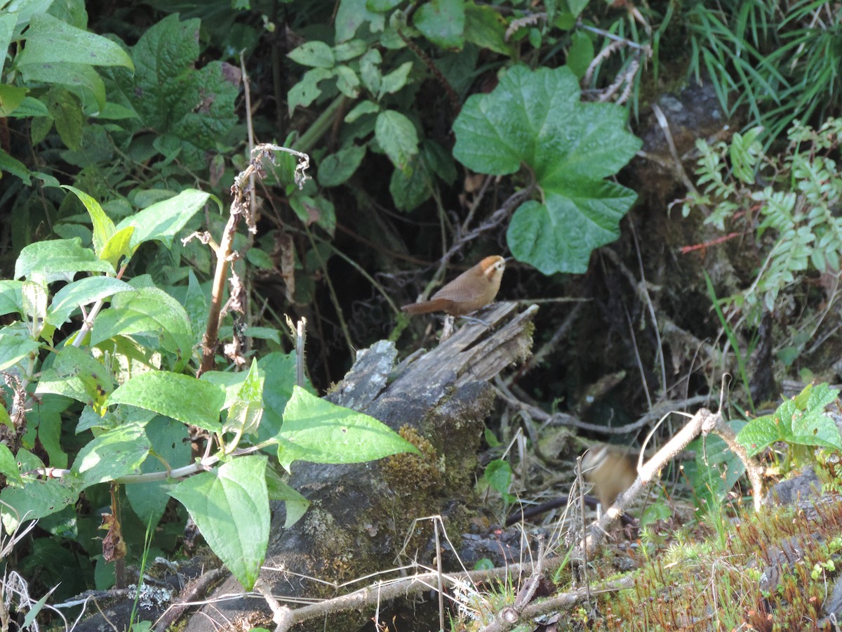 Fulvous Wren - ML497032791