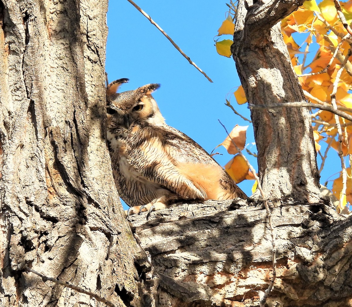 Great Horned Owl - ML497033761