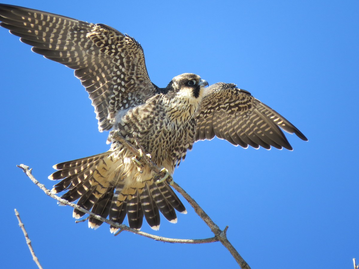 Peregrine Falcon - Diana Werezak