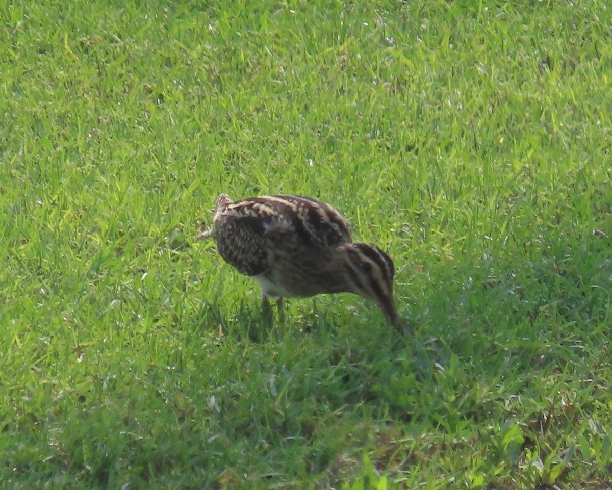 Common Snipe - Ute Langner