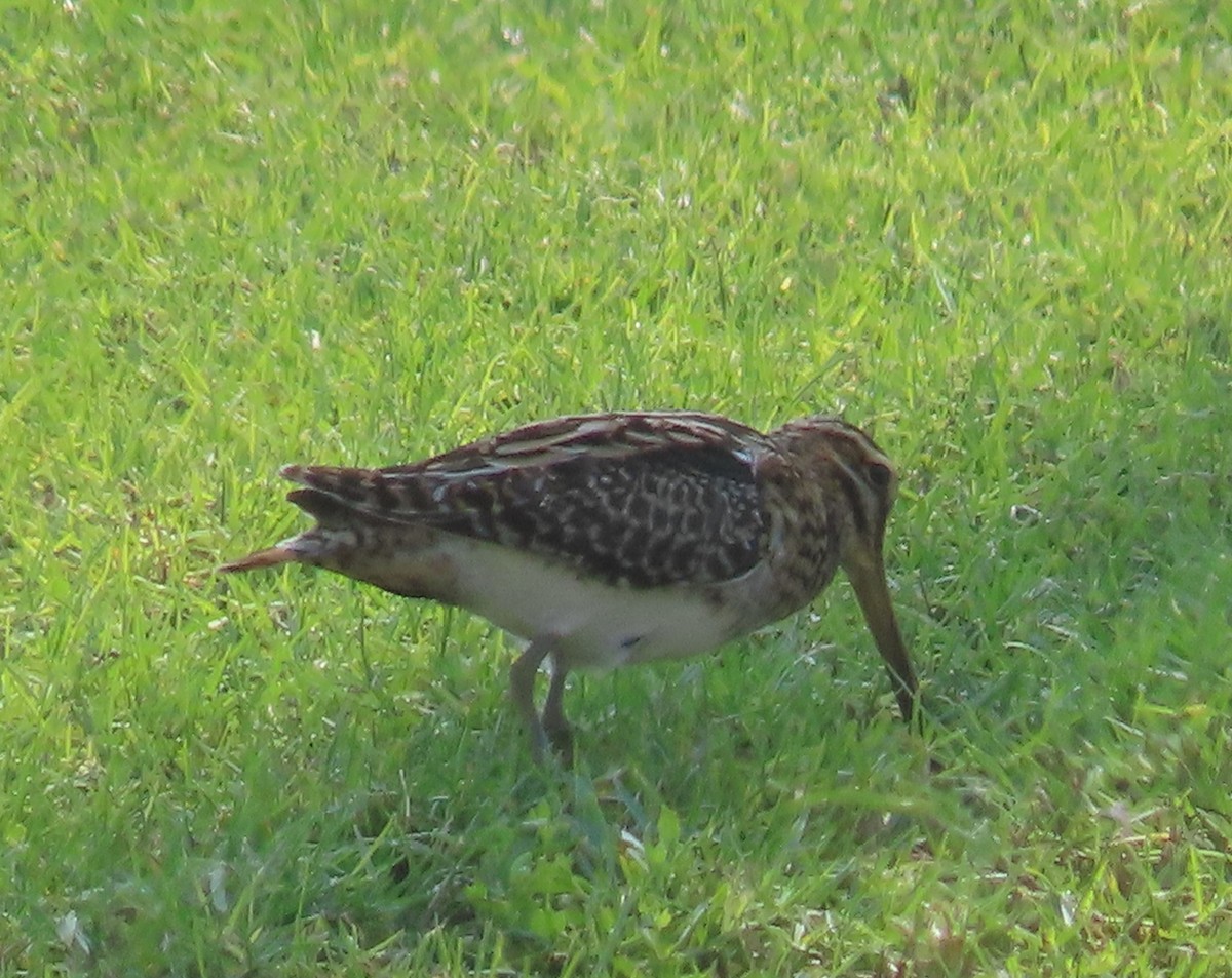 Common Snipe - ML497036371