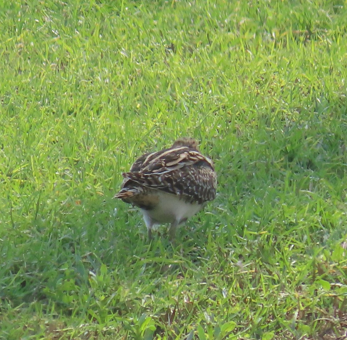 Common Snipe - Ute Langner