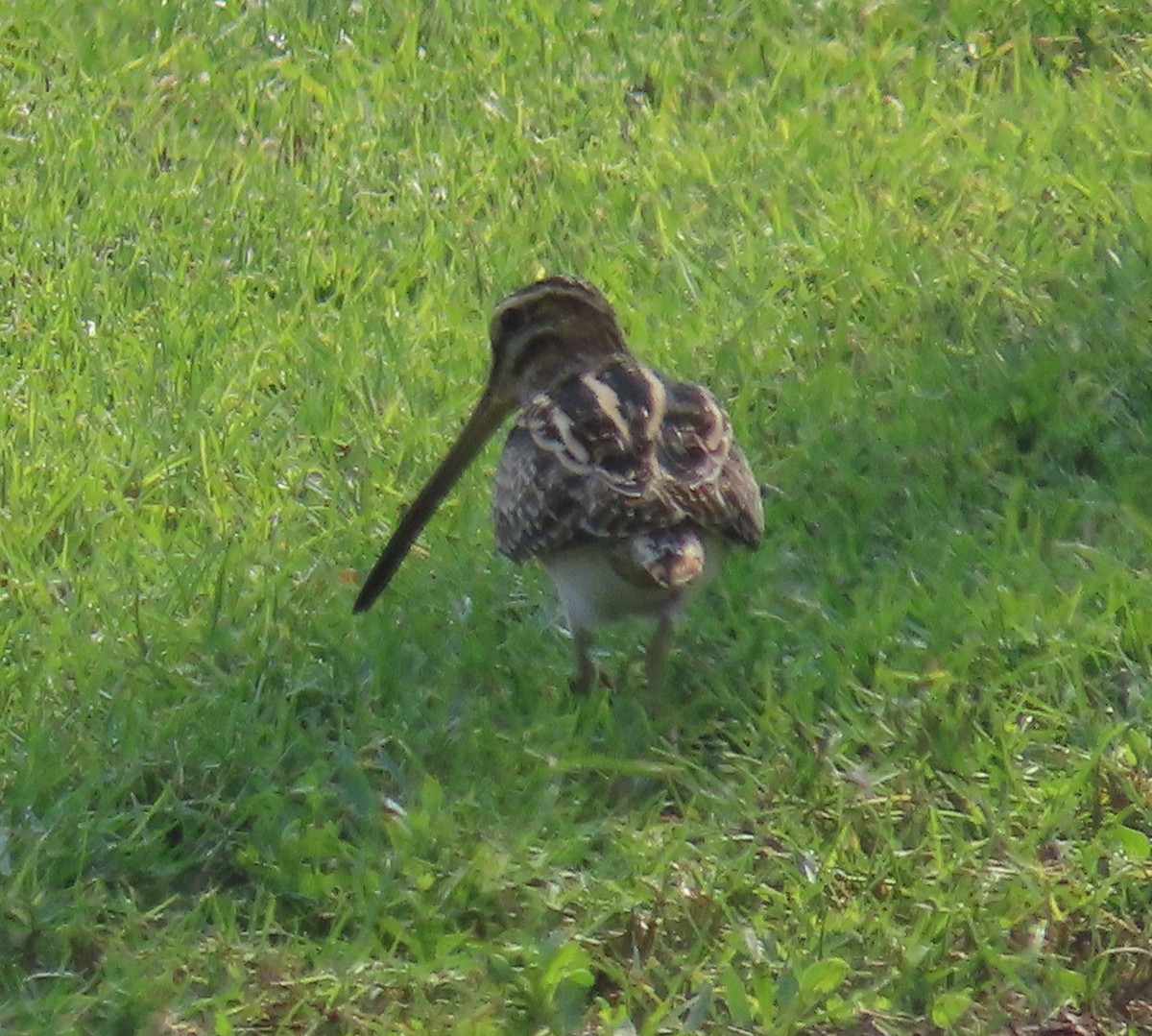 Common Snipe - Ute Langner