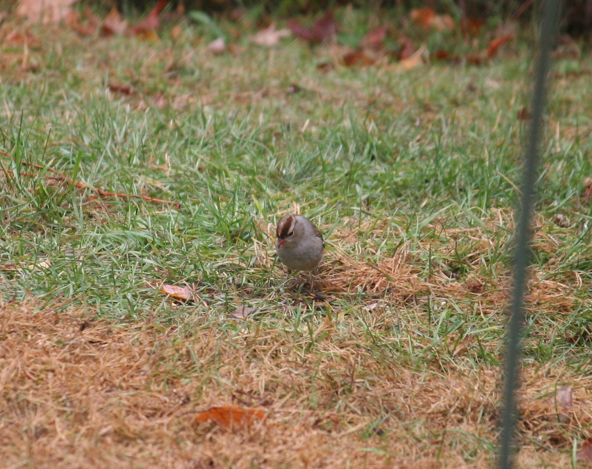 גיבתונית לבנת-כיפה - ML497036931