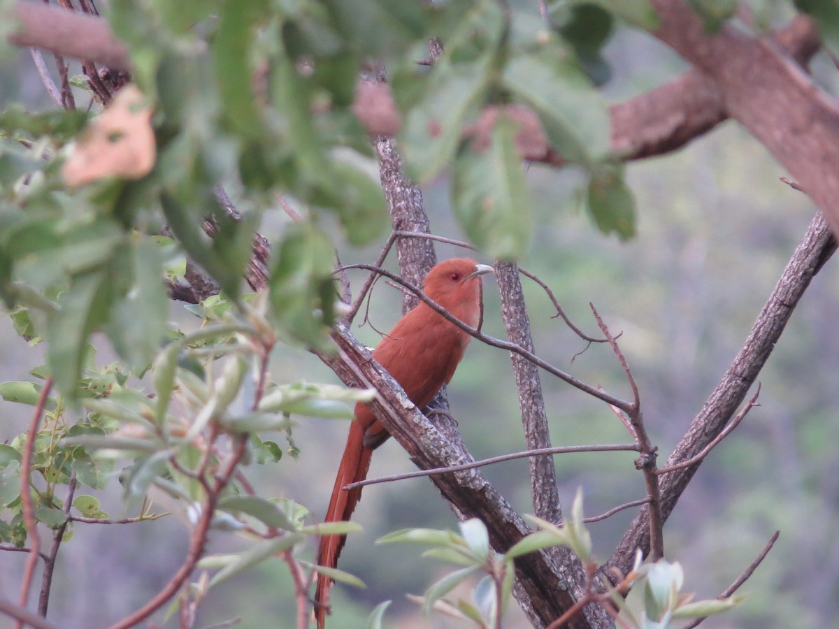 Squirrel Cuckoo - Vinicius  Ferarezi