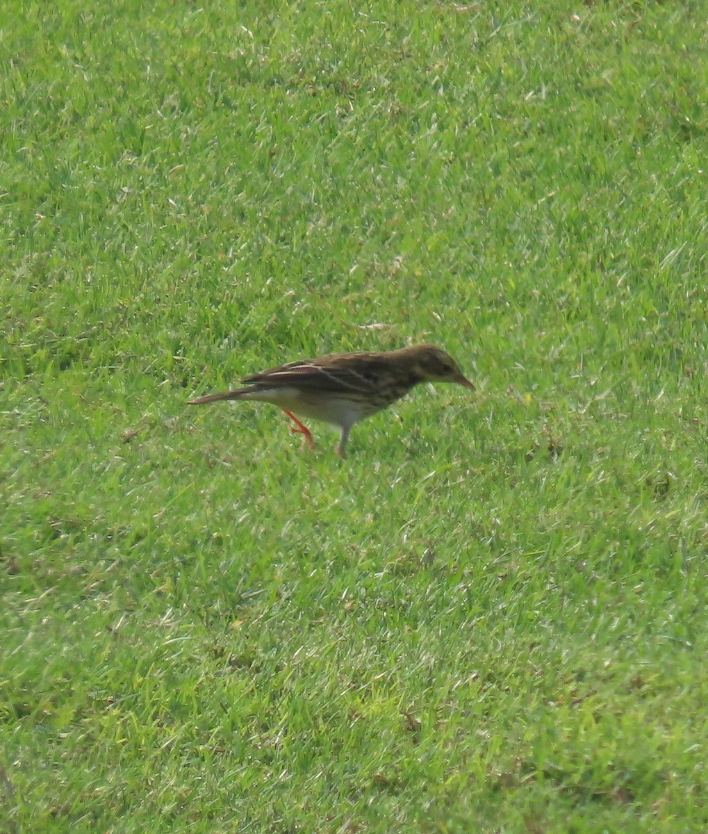 Tree Pipit - Ute Langner