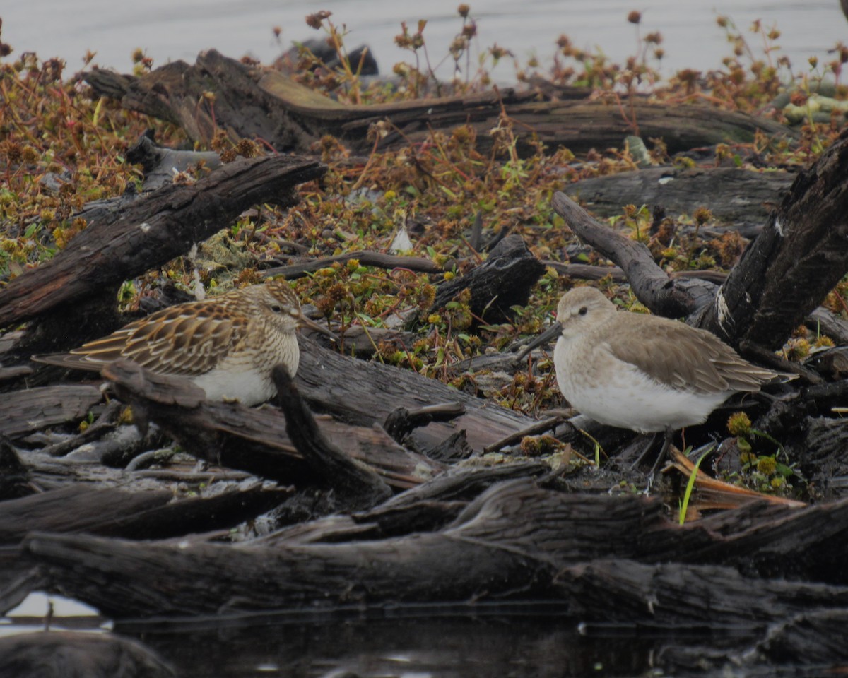 Dunlin - ML497037771