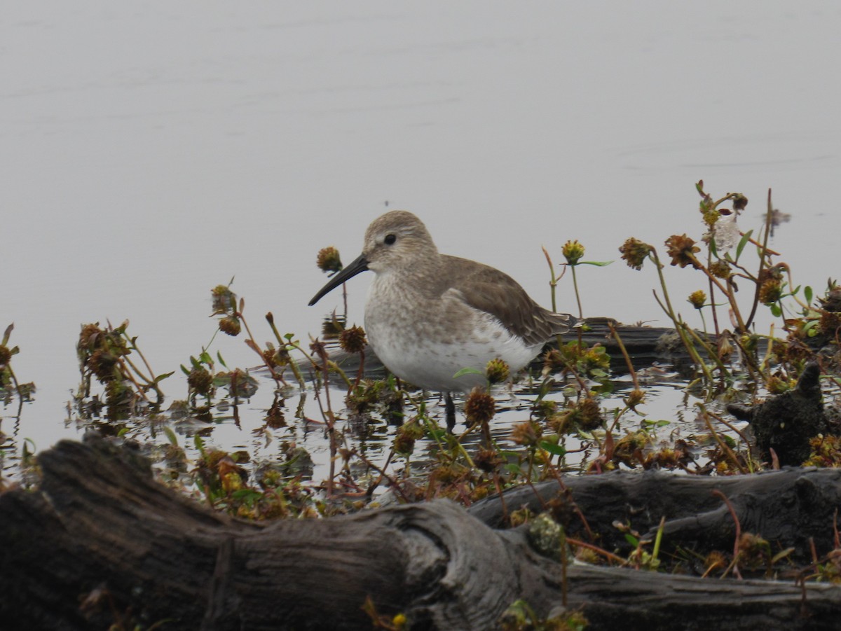 Dunlin - ML497037971