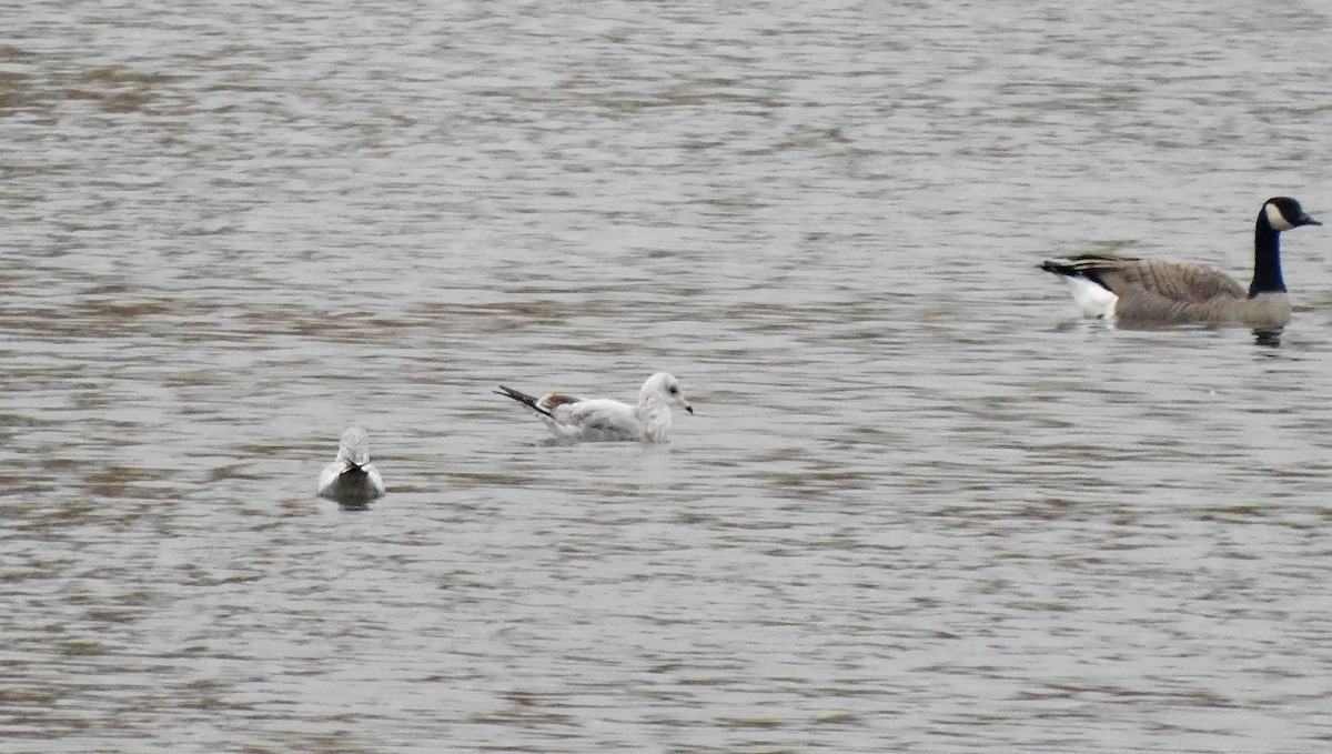 Ring-billed Gull - ML497038041