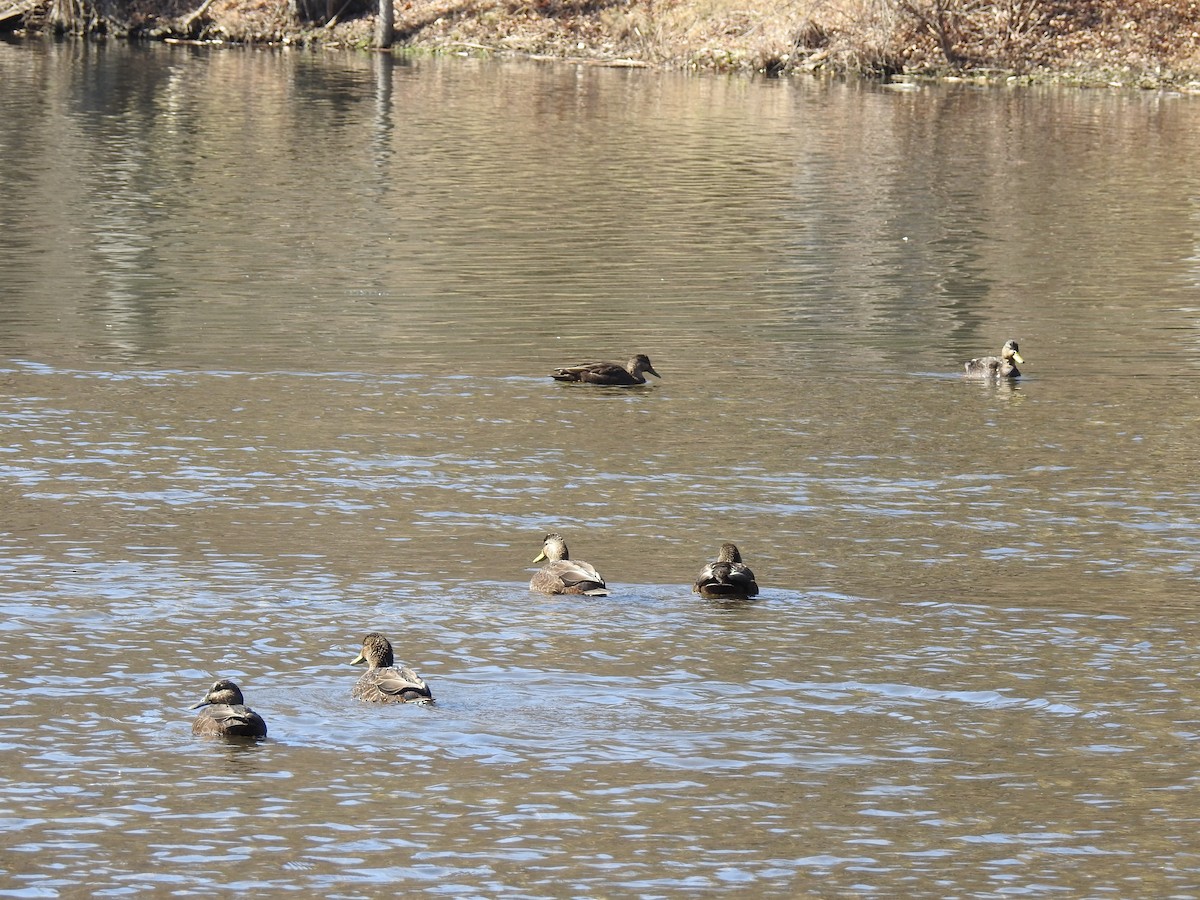 American Black Duck - ML49703991