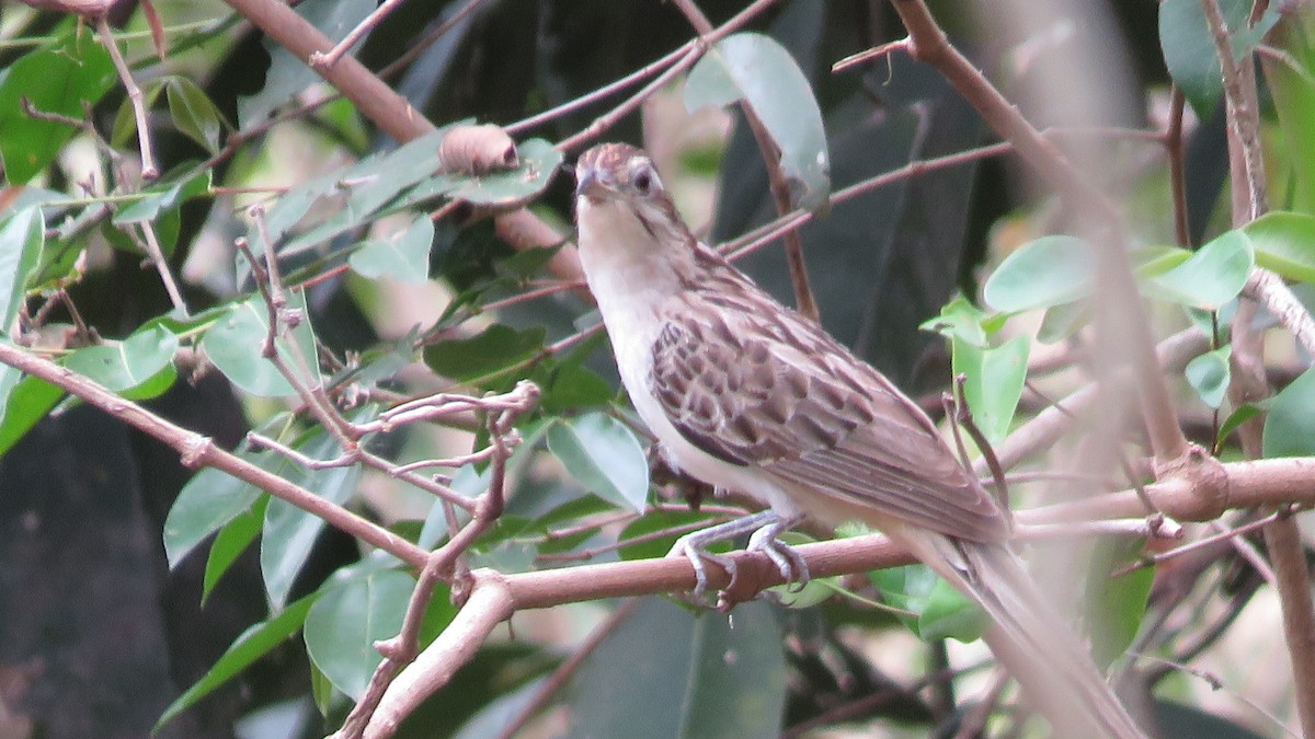 Striped Cuckoo - ML497040821