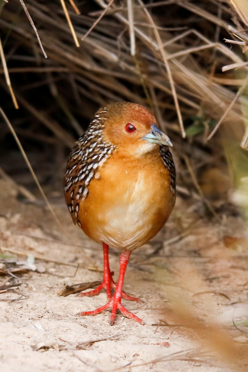 Ocellated Crake - ML497041961