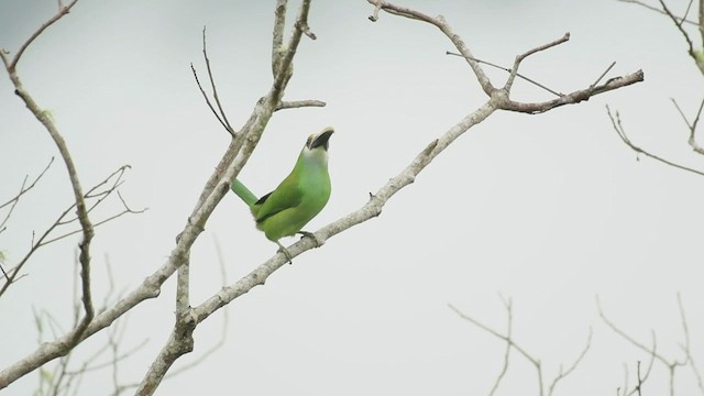 Toucanet émeraude (wagleri) - ML497043671