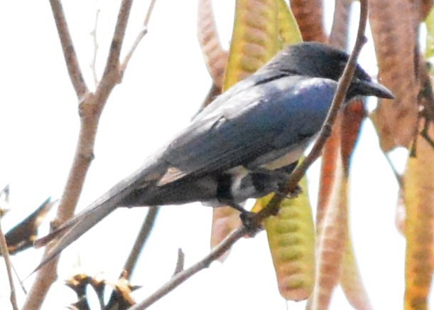 Ak Karınlı Drongo - ML49704441