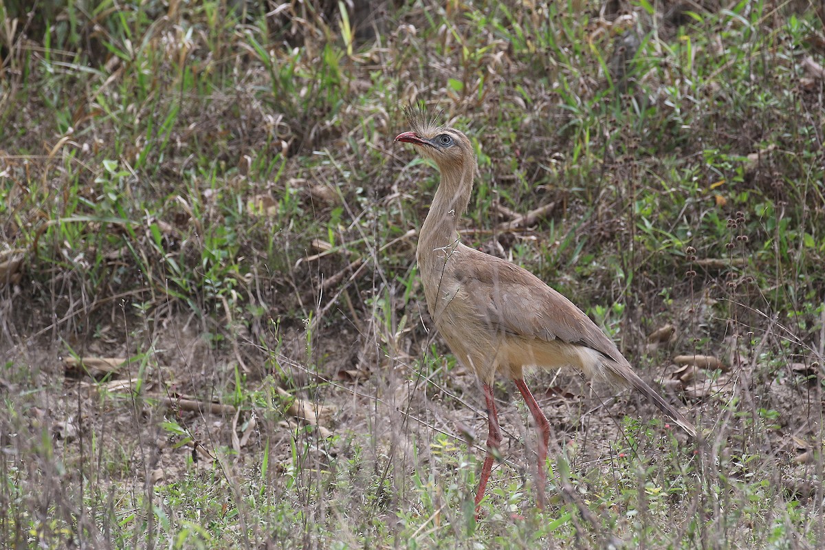 Red-legged Seriema - ML497044851